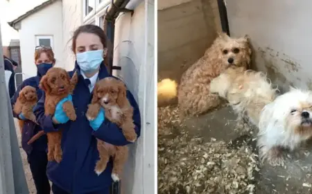 Kent Puppy Farmers Ordered to Repay £200,000 for Selling Sick Dogs
