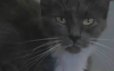 Rising Temperatures Trigger Spike in Feline Bobcat Fever Cases: Vets Advise Prevention