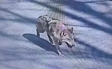 Escaped Wolf Recovered After Nine Days, Celebrations Erupt in South Korea Zoo