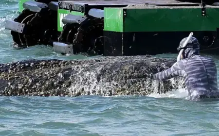 Wealthy Philanthropists Unite to Rescue Stranded Whale in Germany