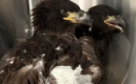 Alabama Eaglets Lost After Storms Destroy Their Nest