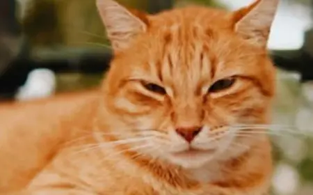 Viral Cat Game Leaves Players Stressed and Obsessed