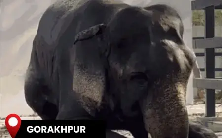 UP Scorches at 45.4°C, Altered School Timings and Elephant Baths