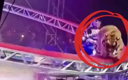 Tiger Escapes During Circus Performance, Causing Horror Among Audience