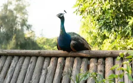 Peacock Captured After Terrorizing 92-Year-Old’s Farm