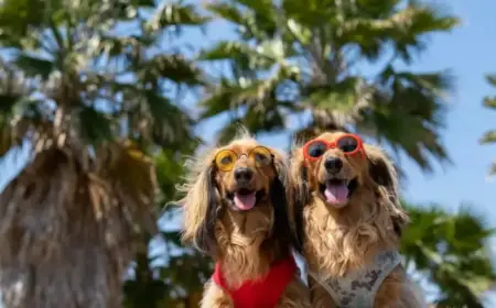 Comprehensive 2026 Guide to Moving Pets to Spain