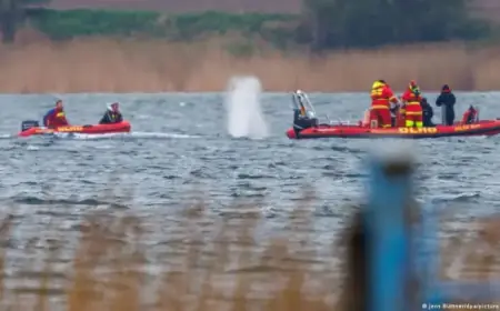 Stranded Whale Timmy Resumes Journey in Germany Waters