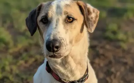 Heartbreaking Reason: ‘Unwanted’ Dog Returned to Kennels After 12 Days