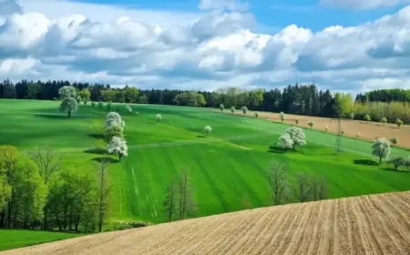 Birnbaum Blooms Impress in Zeillern near Amstetten