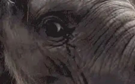 Alan Dershowitz Responds to Provocation: Tuesday, April 21, 2026