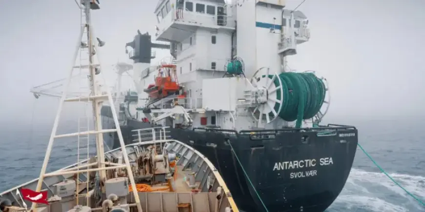 Paul Watson Foundation Halts Aker Qrill’s Operation