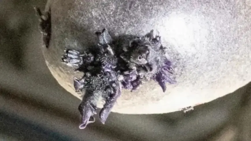 Purple Lifeform Captured Sprouting ‘Tentacles’ Aboard ISS