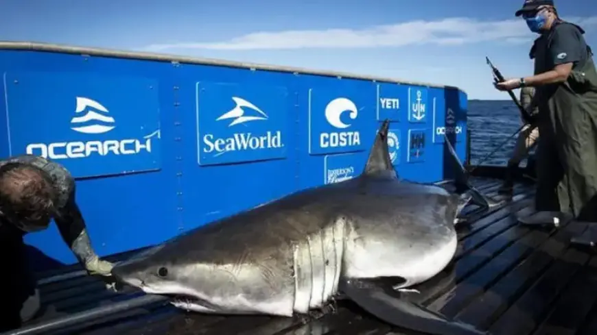 15-Foot Tagged Shark Baffles Experts, Ventures Beyond Carolina Waters