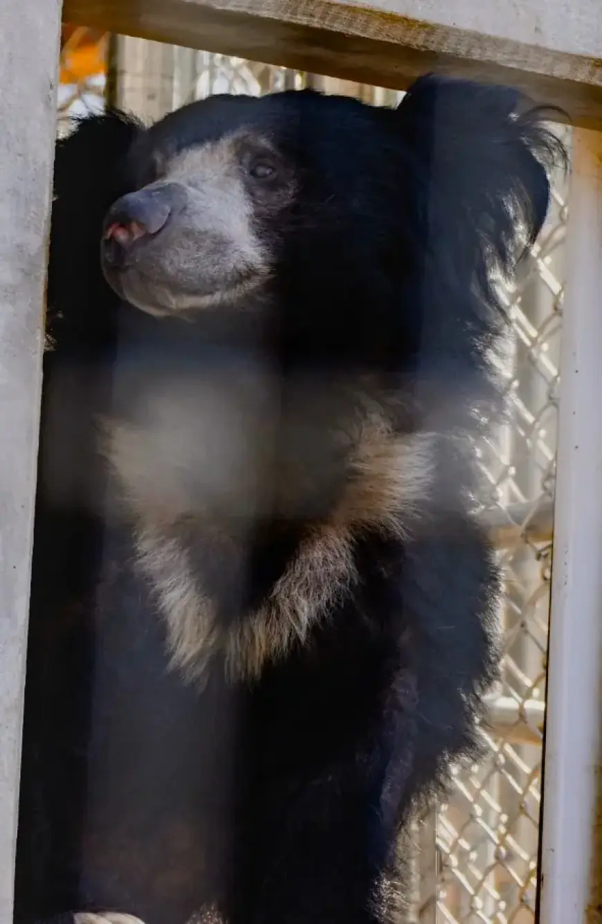Sunset Zoo Introduces New Sloth Bear Arrival