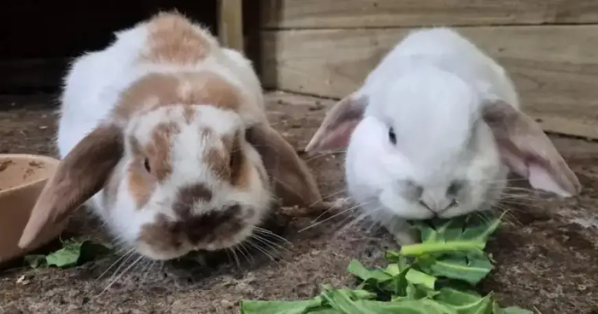 Hexham RSPCA Branch Urgently Seeks Homes for 40+ Animals