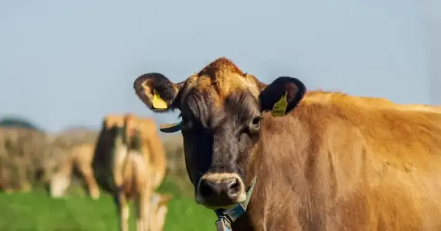 HSBC UK Enhances Support for Sustainable Farming Initiatives