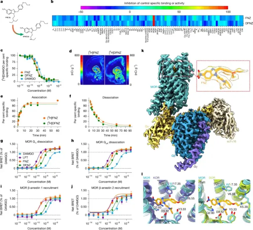 Superagonist Analgesic Targets µ-Opioid Receptor with Minimal Side Effects