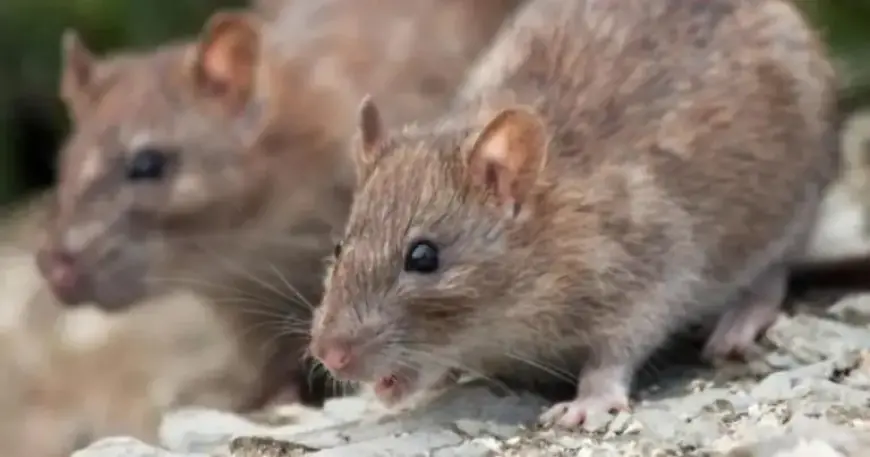 Chip Company Halts Trading Amid Rat Infestation