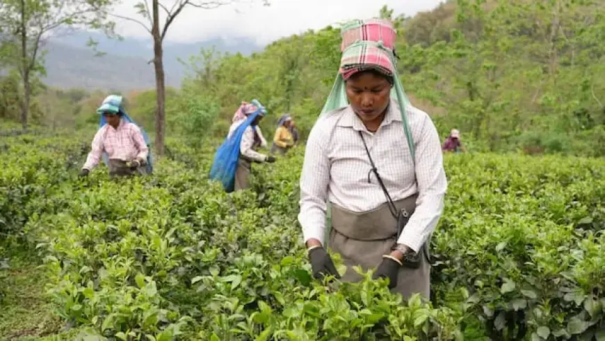 Climate Change Threatens Flavor and Future of India’s Darjeeling Tea