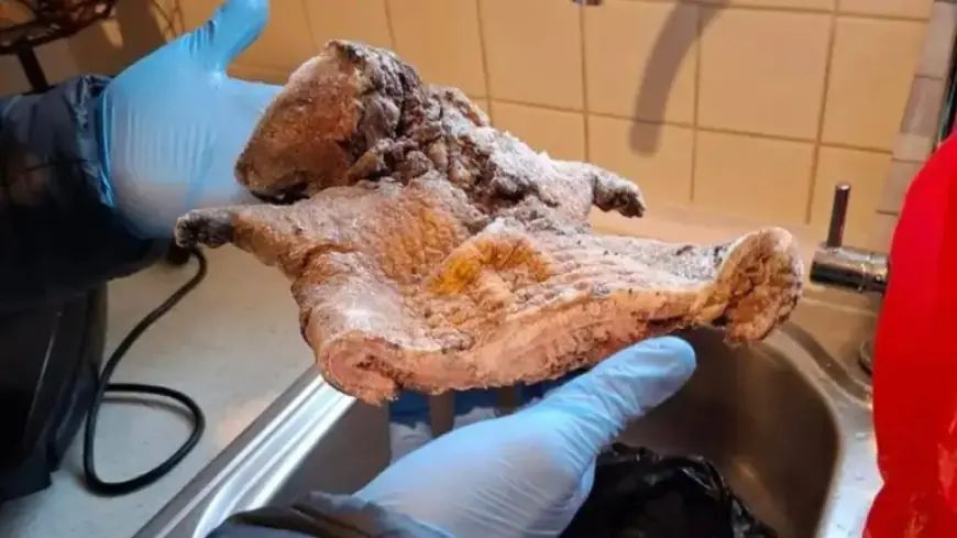 Police Seize Hazardous Rat and Antelope Meat in Illegal Food Bust