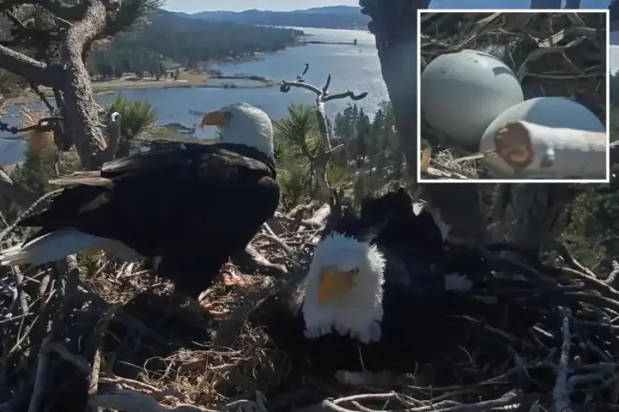 Big Bear Eagles Jackie and Shadow Expecting New Arrival