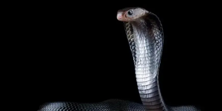 Man Survives Deadly Snake Bites for 20 Years, Reveals Universal Antivenom Secrets