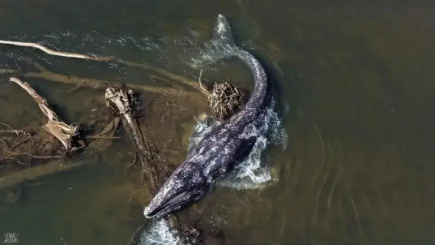 Researchers Report Whale Found Dead on Willapa River After Second Sighting