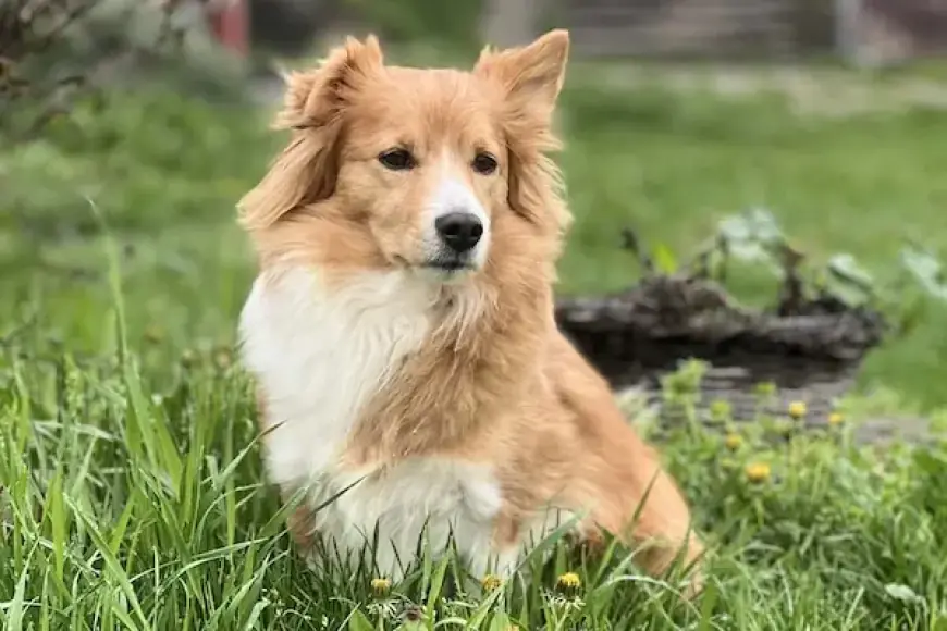 Simplified EU Pet Travel Rules to Make Trips Easier and Cheaper