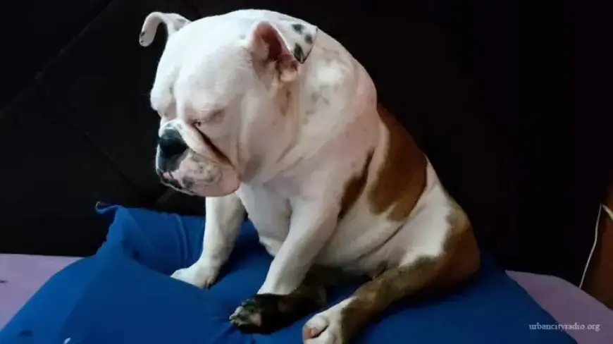 Serbian Pets Face Fewer Border Complications