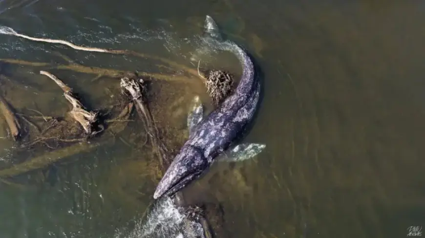 Gray Whale Stuns Willapa River by Swimming 20 Miles, Then Dies