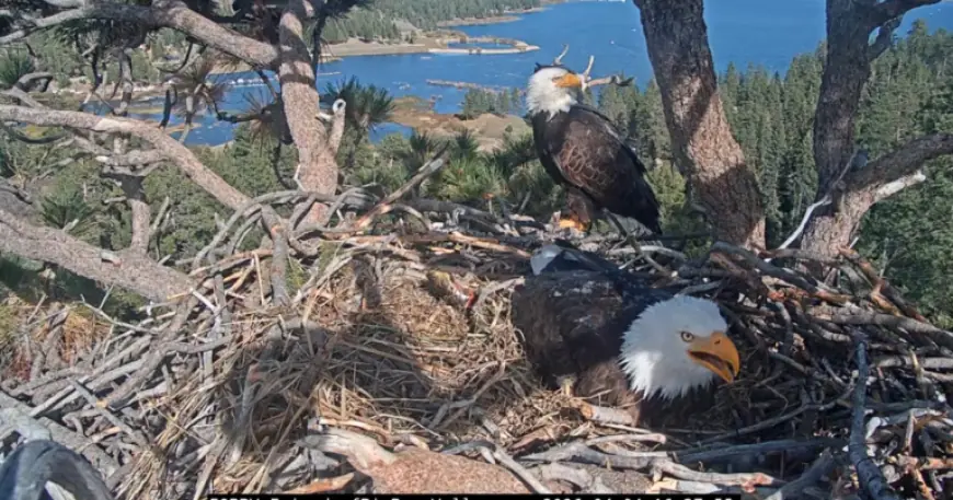 First Big Bear Bald Eaglet Hatches; Second Egg Shows Pip