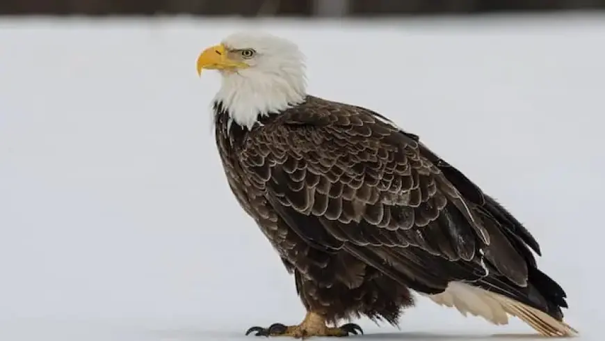 Bald Eagles Reach Record Numbers in Annual Kings County Survey