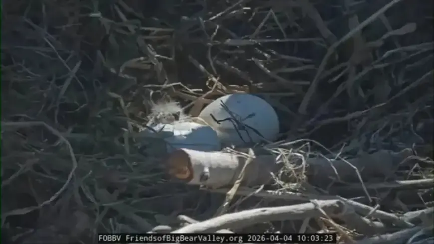 Jackie and Shadow’s First Eaglet Hatches in 2026 Big Bear Season