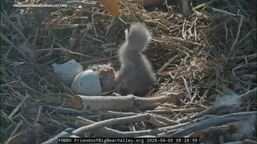 Big Bear Bald Eagle Cam: Jackie and Shadow Welcome Two New Eaglets