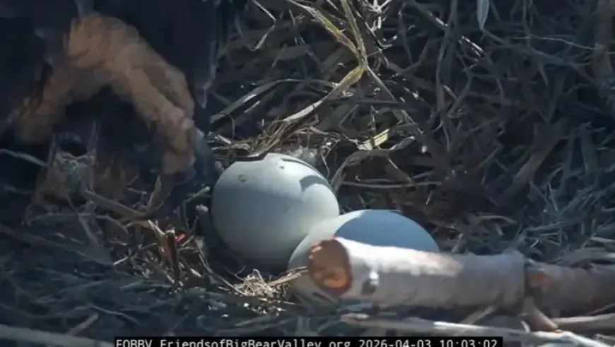 Watch Live: Bald Eagle Egg Hatches on California Cam