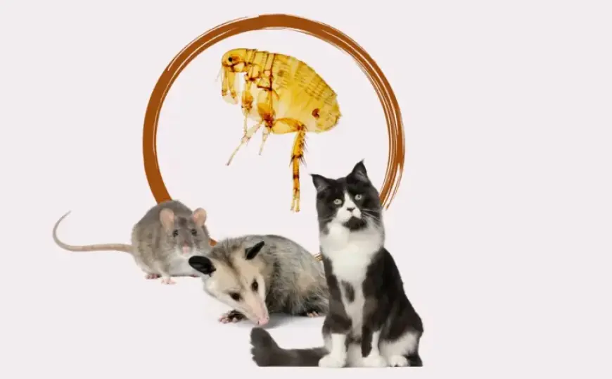 Recent Typhus Outbreaks Hit Santa Monica and Central Los Angeles