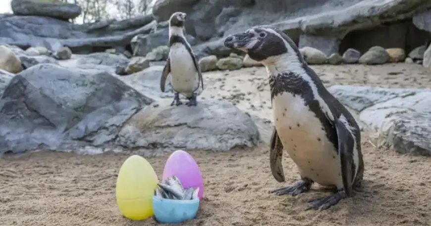 Penguins Delight in Easter Egg Hunt at West Midlands Safari Park