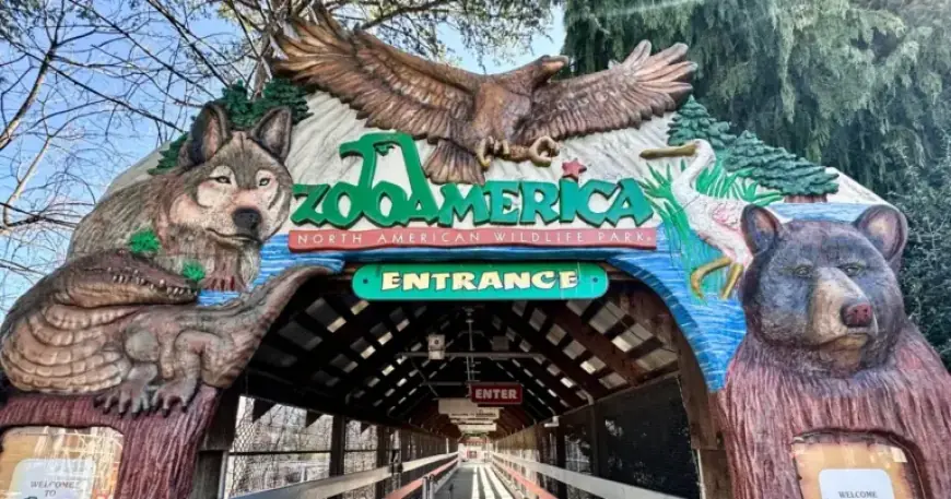 Wolf Injures Toddler at Zoo America After Fencing Breach