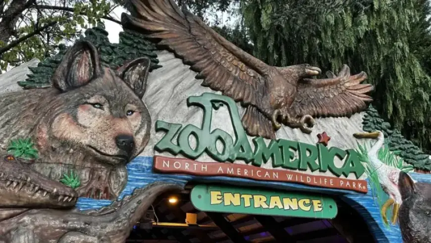 Child Injured in Wolf Enclosure at ZooAmerica as Parents Watch