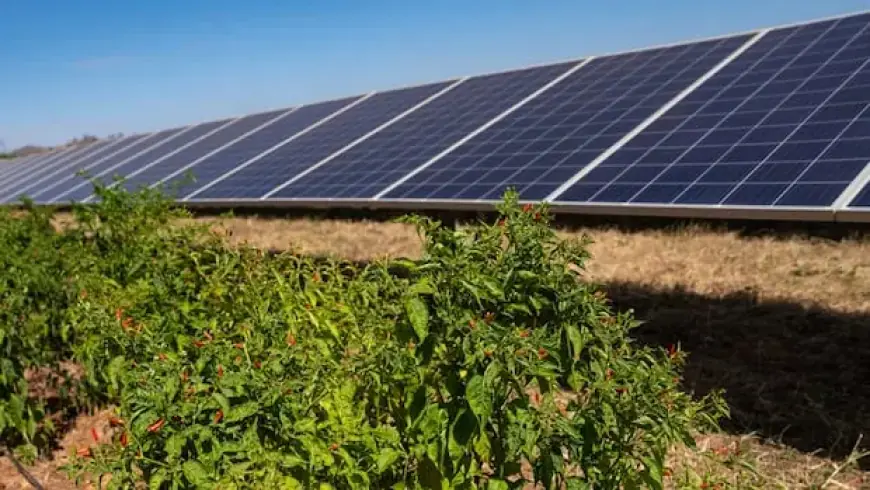 Chili Peppers Boost Solar Power Growth in Africa