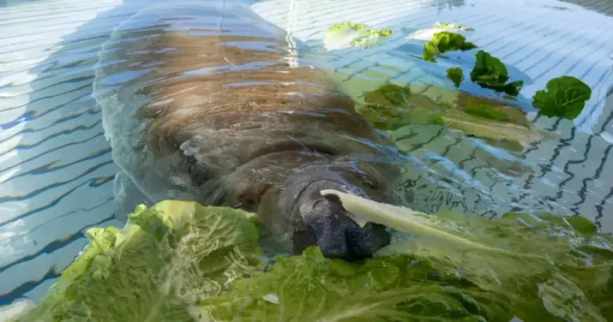 Rescued Manatee Melby to Be Released After SeaWorld Recovery