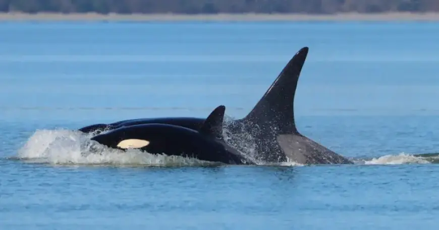 Unseen Killer Whale Pod Makes Mysterious Visit to Seattle