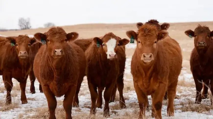 Alberta Town Implements DIY Strategy to Solve Livestock Vet Shortage