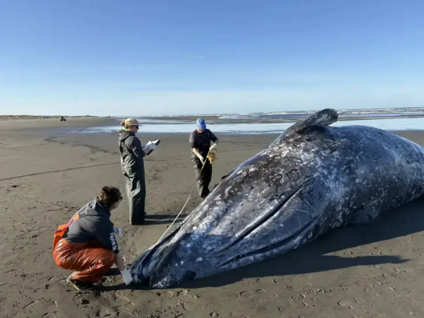 Starving Gray Whales Found Dead in Ocean Shores After Willapa River Swim
