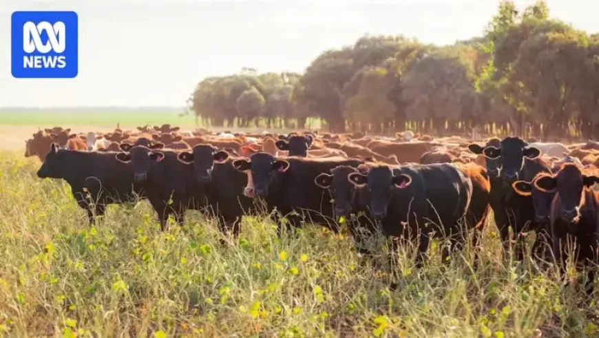 AACo Avoids Investigation into Cattle Deaths After Reassuring Regulators