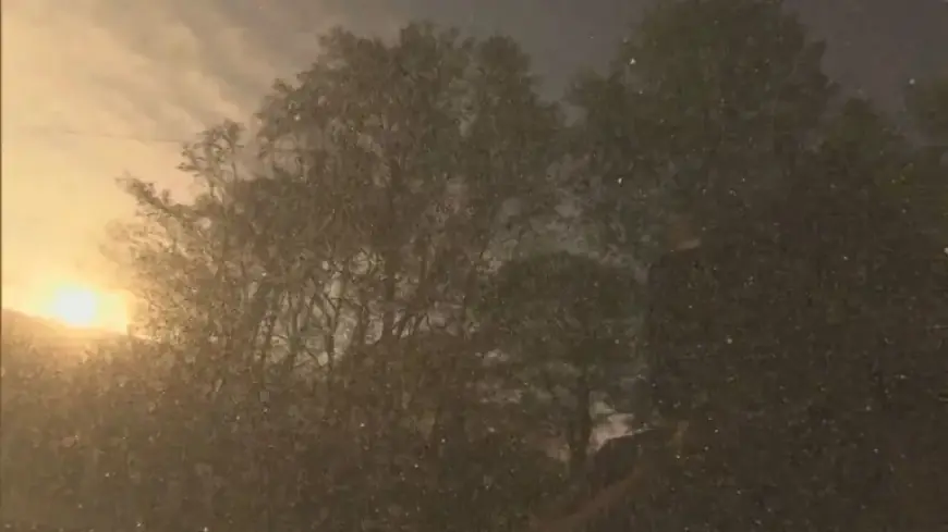 Arkansas Pollen Levels Surge: Allergist Explains Spring Allergy Increase