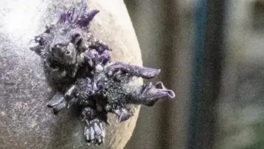 Michael Carrick Secures Double Deal Amid Transfer Approval for ‘Top Player’ at Man Utd