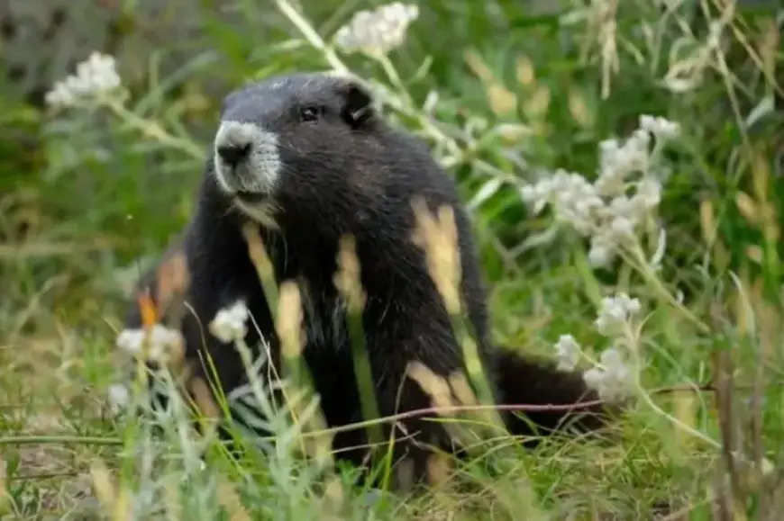 Marmot Returns for Second Chance at Wild Release