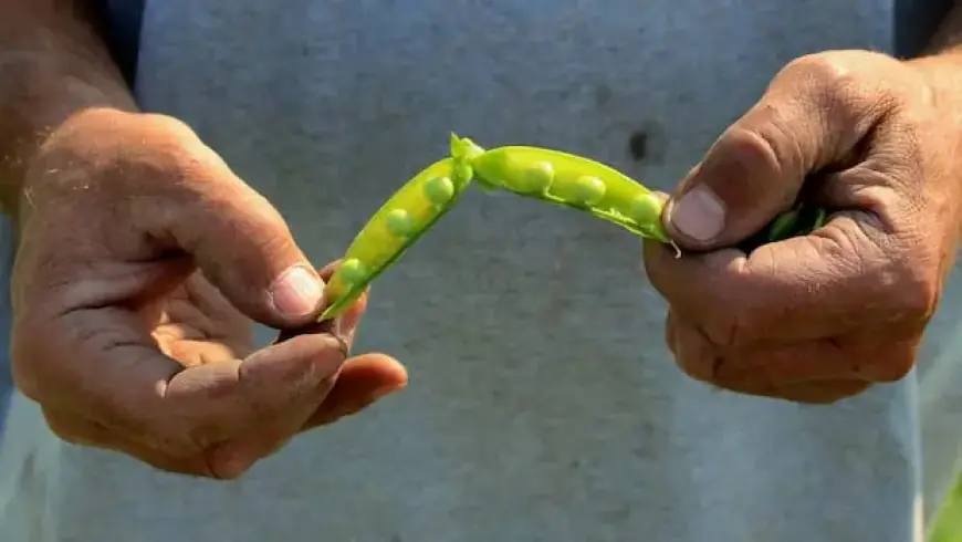 Lethbridge Farmers Struggle as Processing Plant Shuts Down