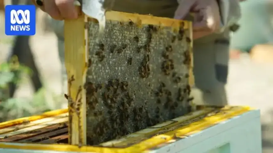 Varroa Mite Destroys Over 1,000 Beehives in ACT